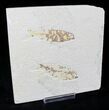 Bargain Knightia Fossil Fish Plate - x #20475-1